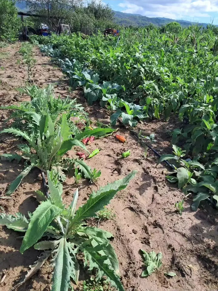 Les files de l’hort de la Clara, amb carxofes i cols