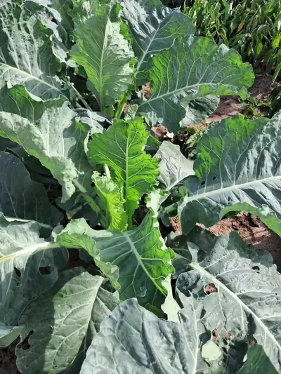 Plantes de col a l’hort